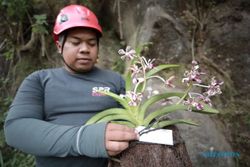 Puluhan Anggrek Vanda Tricolor Direlokasi ke Lereng Merapi Klaten