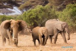 Lindungi Kawannya, Gajah di Afsel Injak Pemburu Liar hingga Meninggal
