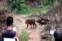 Gila, Warga Aceh Ramai-Ramai Mengabadikan Harimau dari Dekat