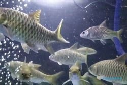 Mitos & Fakta Unik Ikan Dewa