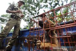 Sosialisasi SE Bupati Pedagang Daging Anjing di Sragen akan Dikumpulkan