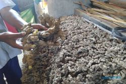 Produktivitas 10 Ton/Hektare, Jumbleng Ampel Kampung Jahe di Boyolali