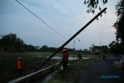 4 Tiang Listrik Ambruk, Aliran Listrik Daerah Polanharjo Klaten Padam
