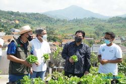 Kebun Sayur di Lokasi Transmisi PLN Ini Memikat Menteri Erick Thohir