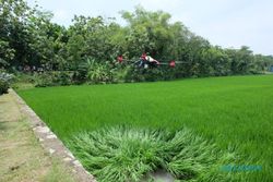 Kekinian Banget, Penyemprotan Hama di Karangdowo Klaten Gunakan Drone