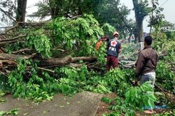 Bruk...Puluhan Pohon di Sukoharjo Tumbang Diterjang Angin Kencang