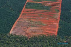 Klaim Pemerintah Ihwal Menekan Deforestasi Harus Diperdebatkan