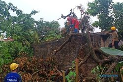 Wuss! Pohon dan Baliho di Sleman Tumbang Diterjang Angin