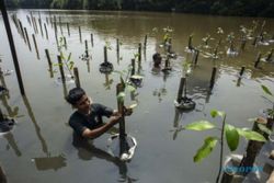 BRIN Kembangkan Teknologi Pemantau Ekosistem Mangrove