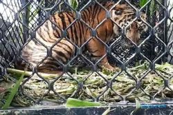 Ngeri! Di Aceh Ada Harimau Berkeliaran di Kebun Warga