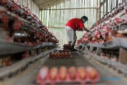 Biaya Produksi Naik, Kemendag Akan Sesuaikan Harga Acuan Telur Ayam Ras
