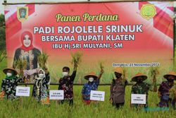 Surplus Beras, Klaten Pertahankan Daerah Penyangga Pangan Nasional