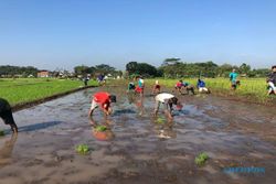 Jual Panenan Sendiri, Petani Muda Klaten Buka Pasar Tani di Area CFD