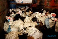 Penyelundupan 53 Anjing untuk Konsumsi Berhasil Digagalkan di Sukoharjo
