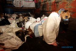 Menelisik Rantai Bisnis Perdagangan Anjing di Solo sampai Jadi Rica-Rica Gukguk