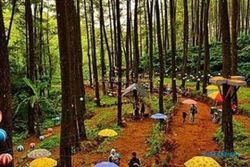 Hutan Pinus Sigrowong, Wisata Temanggung yang Bikin Hati Tenang