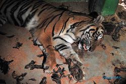 Harimau Sumatra Penerkam Manusia, Mati di Kandang Rehabilitasi