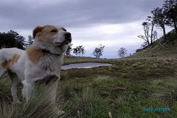 Gory Si Anjing Teman Sukarelawan Gunung Lawu, Unyu Deh