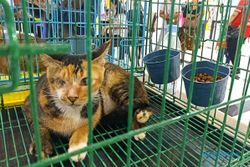 Astaga! 3 Anak Kucing Dibuang Di Pasar Solo, Tali Pusarnya Diikat