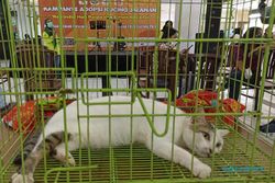 Rumah Difabel Meong Kampanye Adopsi Kucing Jalanan di Mal Solo
