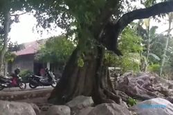 Berdiameter 3 Meter, Pohon Asem Berusia Dua Abad Diyakini Angker
