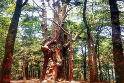 Mitos Pohon Walitis Raksasa, Bekas Tancapan Tongkat Ki Ageng Makukuhan