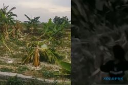 Tiru 'Salam Dari Binjai', Bocah-Bocah Robohkan Pohon Pisang di Lamongan