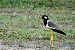 Trulek Jawa, Burung Endemik yang Hanya Ada di Jawa