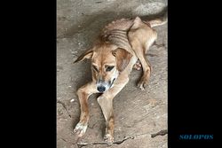 52 Anjing Selundupan yang Diselamatkan di Kartasura Kondisinya Kritis