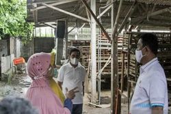 Harga Telur Ayam Anjlok, Peternak di Blitar: Tolong Pak, Negara Hadir