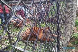3 Harimau Berkeliaran di Perkebunan Warga, Diusir Malah Mendekat