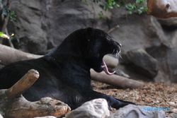 Mantap! Belasan Ekor Black Panther Hidup di Nusakambangan Cilacap