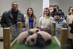 Bayi Panda Kembar Lahir di Prancis, Simbol Persahabatan China-Prancis
