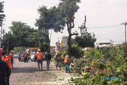 Kena Rel Layang Joglo Solo, 186 Pohon di Jl Kolonel Sugiyono Dipangkasi