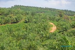 Bupati Sorong dan Masyarakat Adat Ambil Alih 105.000 Hektare Lahan