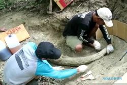 Catat! Ditemukan Fosil Gading Gajah 1,5 Meter di Situs Patiayam