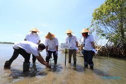 Cegah Abrasi, PLN Peduli Tanam 10.000 Bibit Mangrove di Pantai Baros