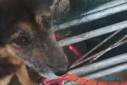 Kisah Kesetian Seekor Anjing Tunggu Tuannya di Area Erupsi Semeru