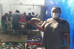 Daging Tebal, Ikan Nila Hitam Asal Ponggok Langganan Dikirim ke Papua