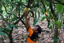 Produksi Kakao 402 Ton/Tahun, Wonogiri Tak Punya Pabrik Pengolah Kakao