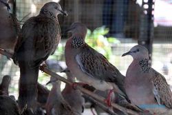 Pelepasliaran Burung Upaya Menjaga Kesimbangan Alam di Delanggu Klaten