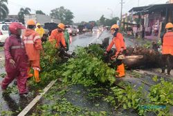 Pohon Tumbang Akibat Hujan dan Angin di Sragen, Ini Foto-Fotonya