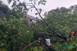 Hujan dan Angin Terjang Wilayah Sukoharjo, Puluhan Pohon Tumbang