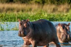 Dua Kuda Nil di Kebun Binatang Belgia Positif Corona, Kok Bisa?
