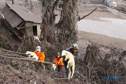 Foto-Foto Evakuasi Hewan Ternak Terluka Akibat Erupsi Gunung Semeru