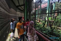 Dilirik Investor Bonafide, Kebun Binatang TSTJ Solo akan Dirombak Total
