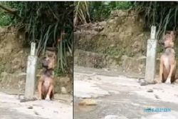 Viral! Aksi Pria Kaus Merah Bunuh Anjing, Pelatih PSS Sleman Bereaksi