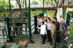 Anak Gajah Dumbo di KBS Mati, Pengelola Masih Tutup Mulut soal Penyebab