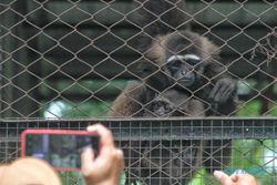 Baru Lahir, 2 Anak Owa Jadi Daya Tarik Pengunjung Jurug Solo Zoo