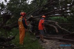 Hujan Angin di Mojolaban Sukoharjo, Puluhan Pohon Tumbang Tutup Jalan